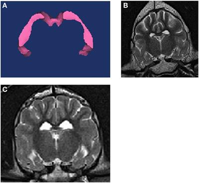 A Subset of Dogs with Presumptive Idiopathic Epilepsy Show Hippocampal Asymmetry: A Volumetric Comparison with Non-Epileptic Dogs Using MRI